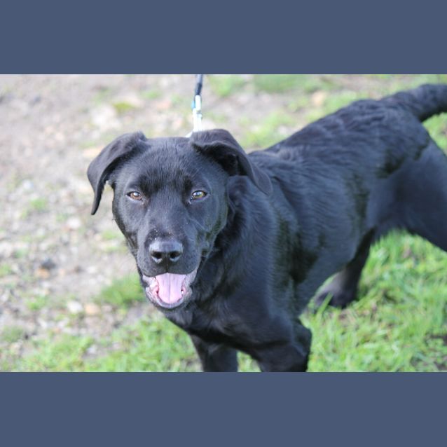 Photo of Scooter (Reduced Adoption Fee)