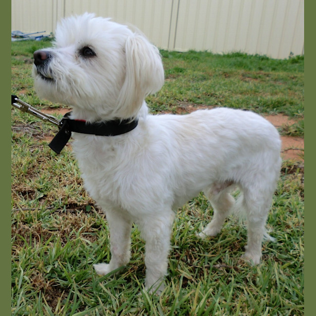 Photo of Jake *On Trial In His New Home*
