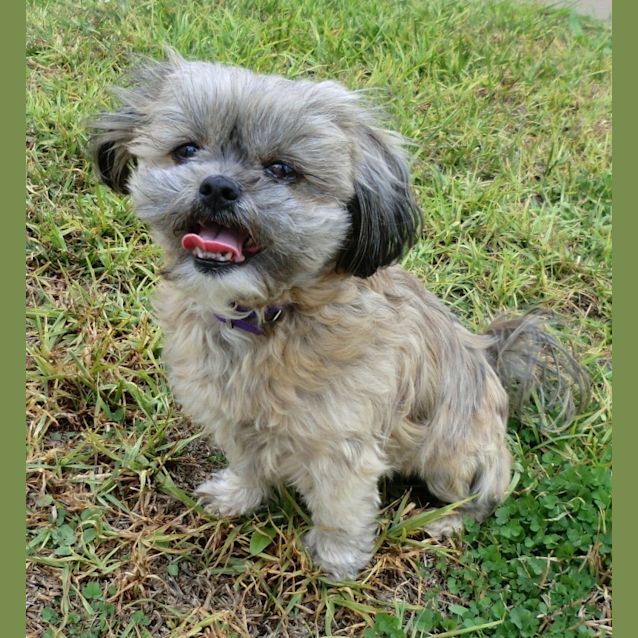 Photo of Susie *On Trial In Her New Home*