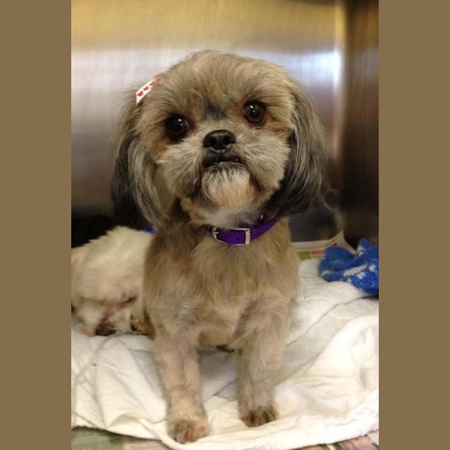 Photo of Susie *On Trial In Her New Home*