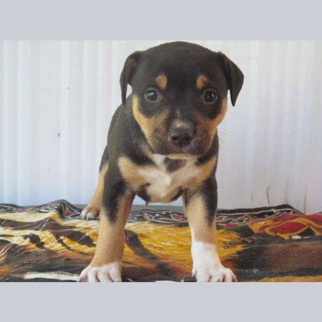 Photo of Pups