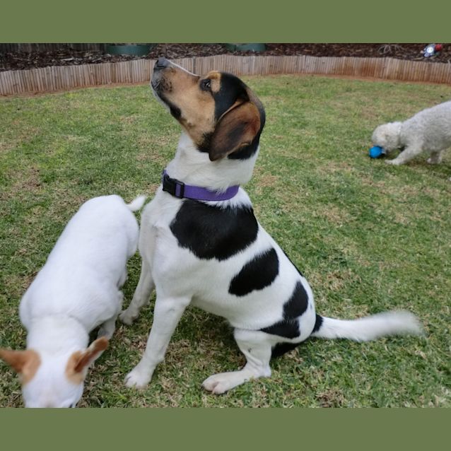 Photo of Tara *On Trial In Her New Home*
