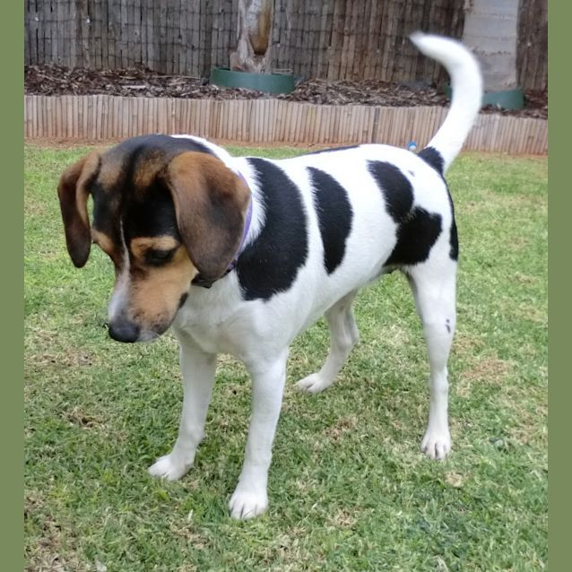 Photo of Tara *On Trial In Her New Home*