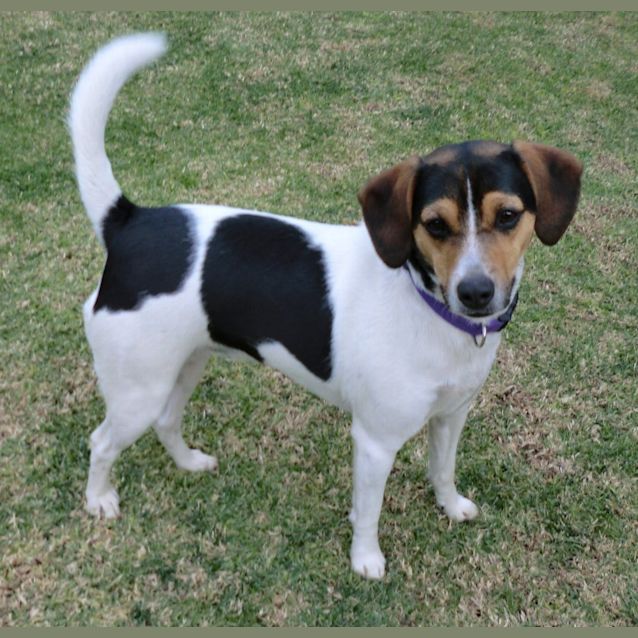 Photo of Tara *On Trial In Her New Home*