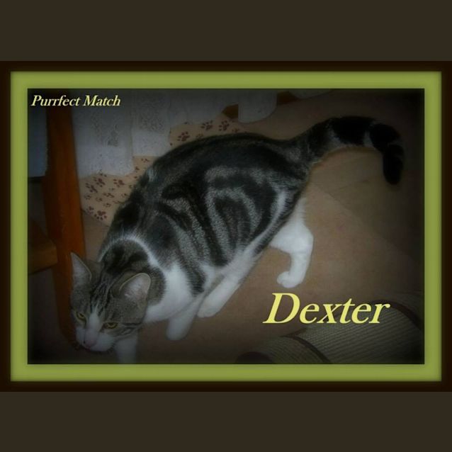 Photo of Dexter Purrfect Match Cat Adoptions