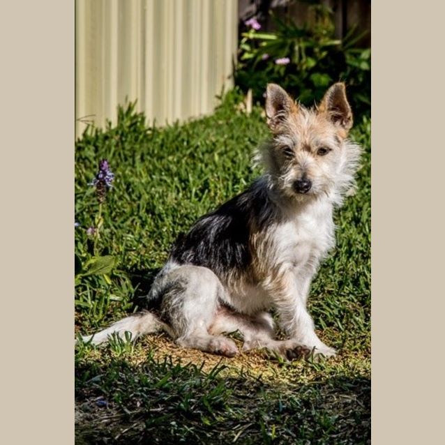 Photo of Daisy**A Sweet Little Girl**