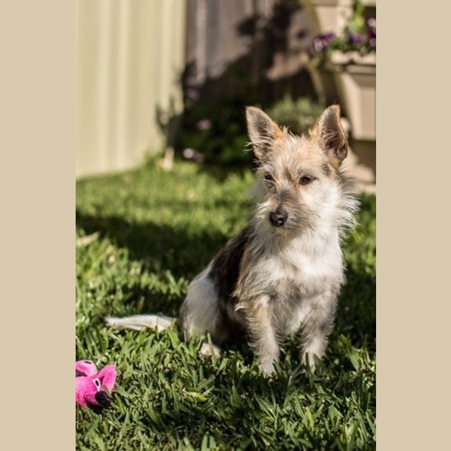 Photo of Daisy**A Sweet Little Girl**