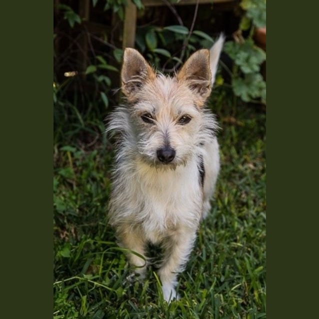 Photo of Daisy**A Sweet Little Girl**