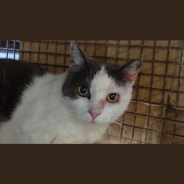 Photo of Patchy