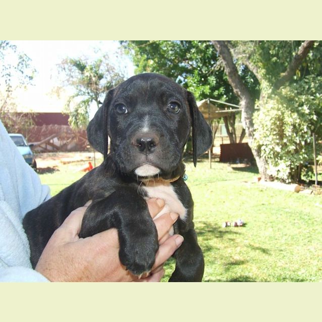 Photo of Gracie