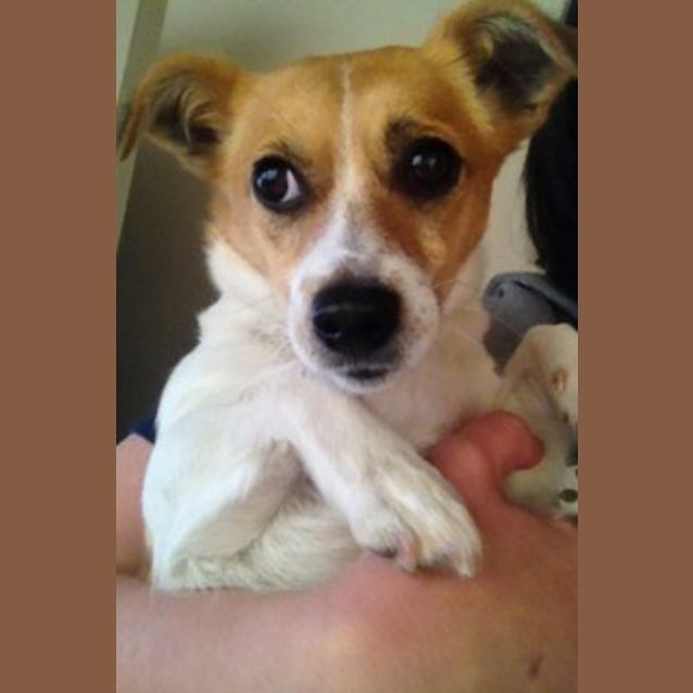 Photo of Lacey
