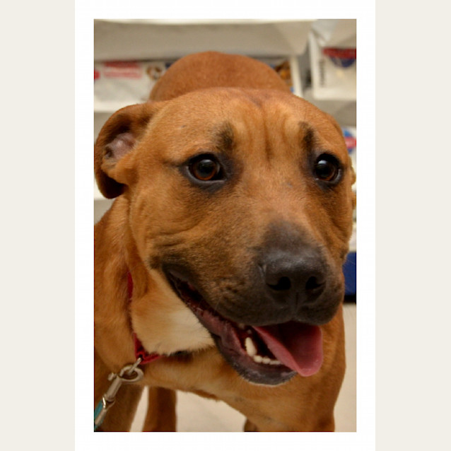 Photo of Bosley
