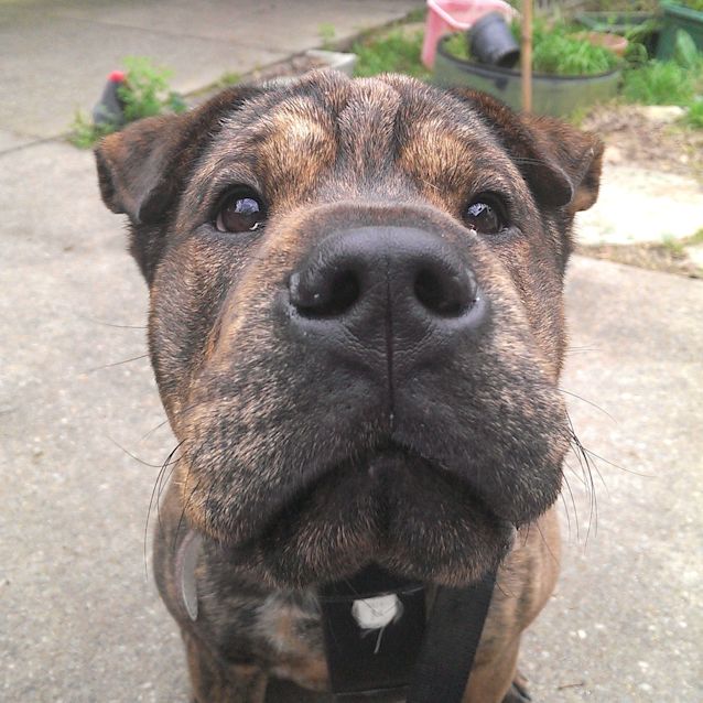 Photo of Luna