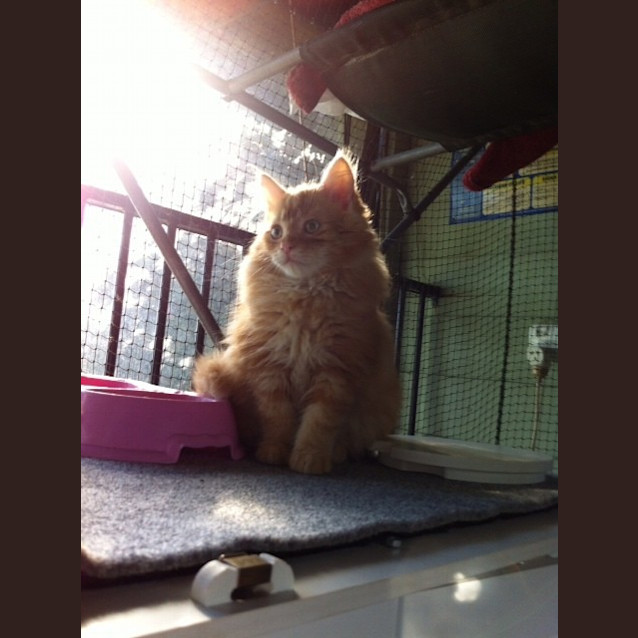 Photo of Cookie