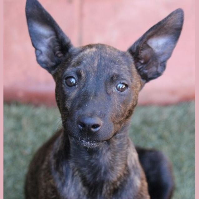 Photo of Bindi