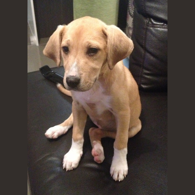 Photo of Tilly (On Trial 24/8/13)
