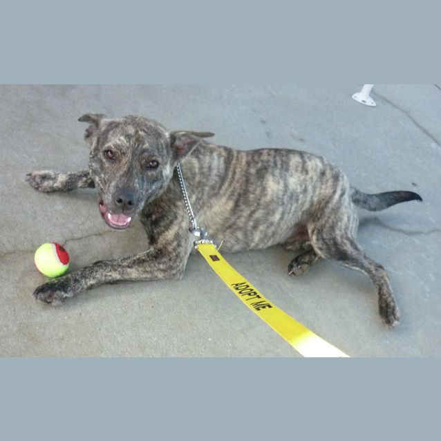 Photo of Berkley  (Reduced Adoption Fee)