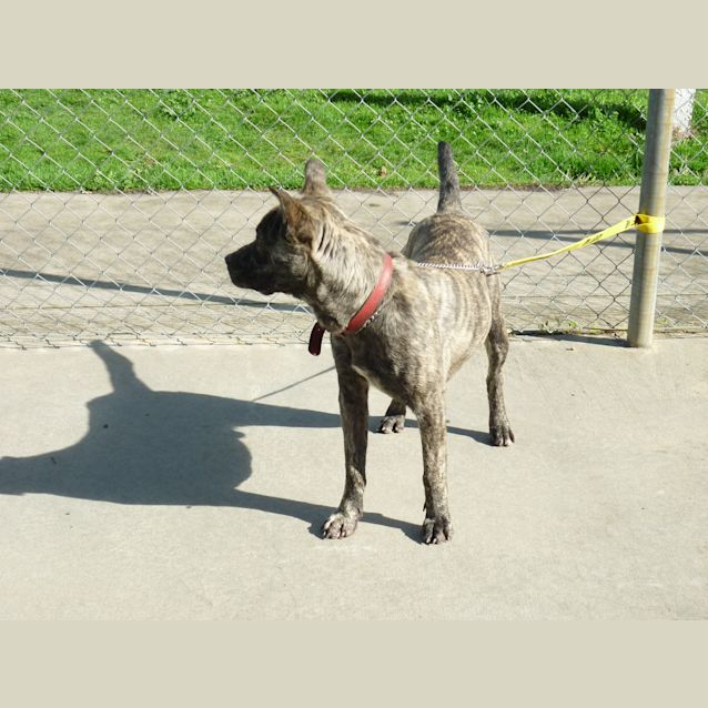 Photo of Berkley  (Reduced Adoption Fee)