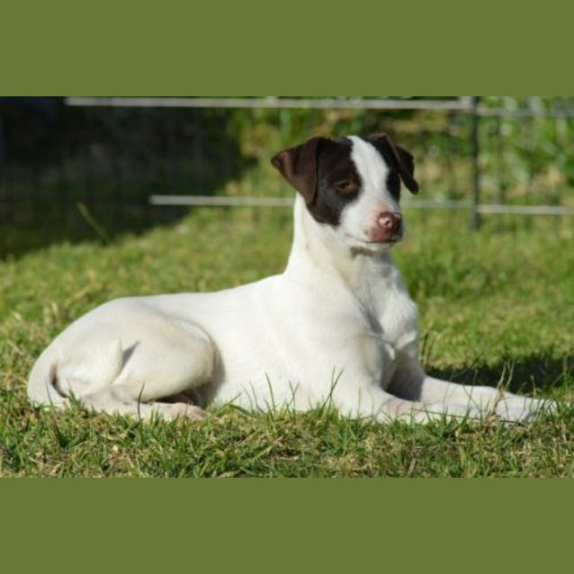 Photo of Hansel ~ A Gentle Soul!!
