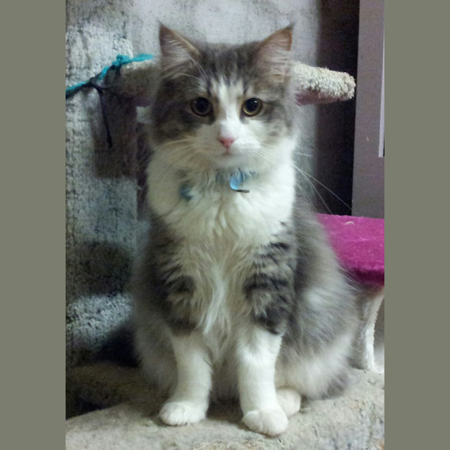 Photo of Pierre ... Loves A Warm Lap And Food On Tap!