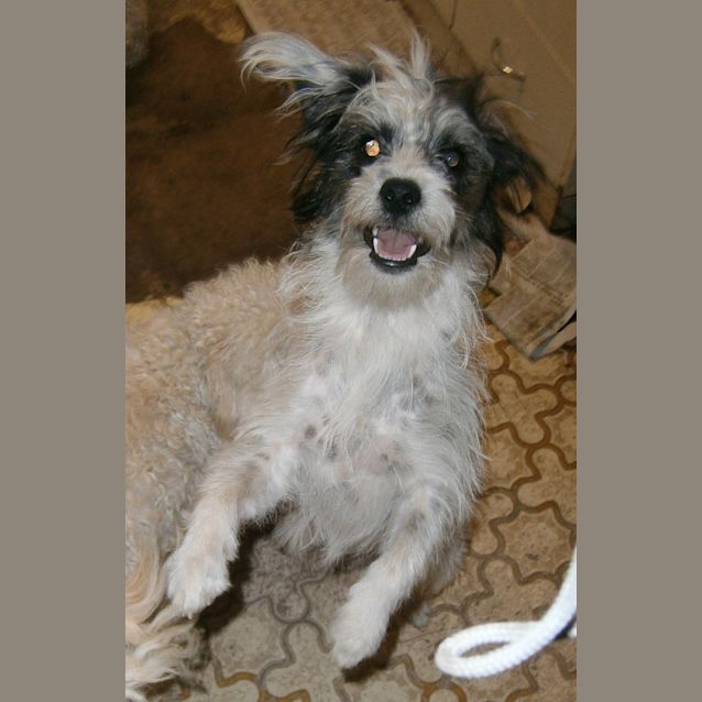Photo of Cosmo