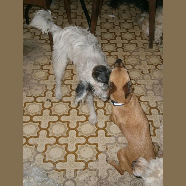 Photo of Cosmo