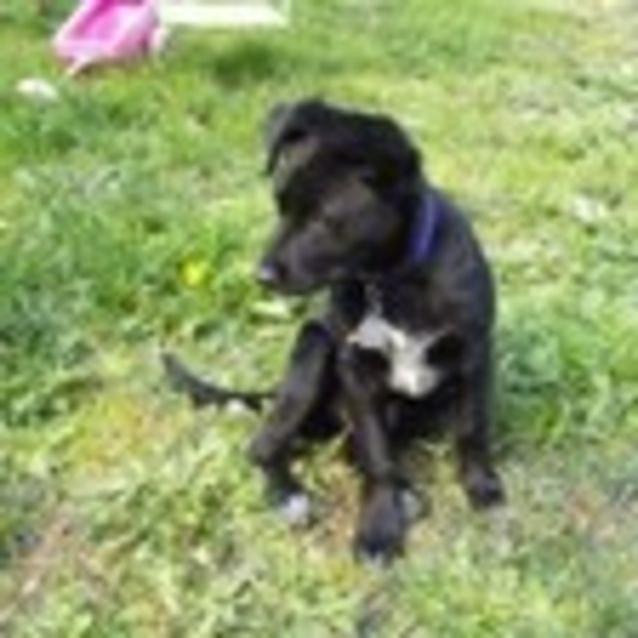 Photo of Gentle Ruthie Good W Kids Dogs