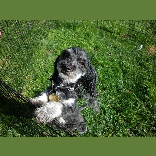 Photo of Little Ms Bella Great W Cats Kids Dogs