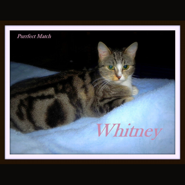 Photo of "Whitney"   Purrfect Match