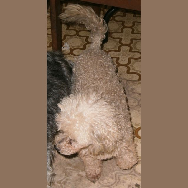 Photo of Oliver