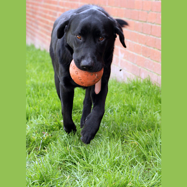 Photo of Patch