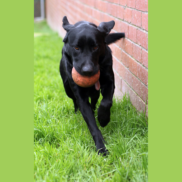 Photo of Patch