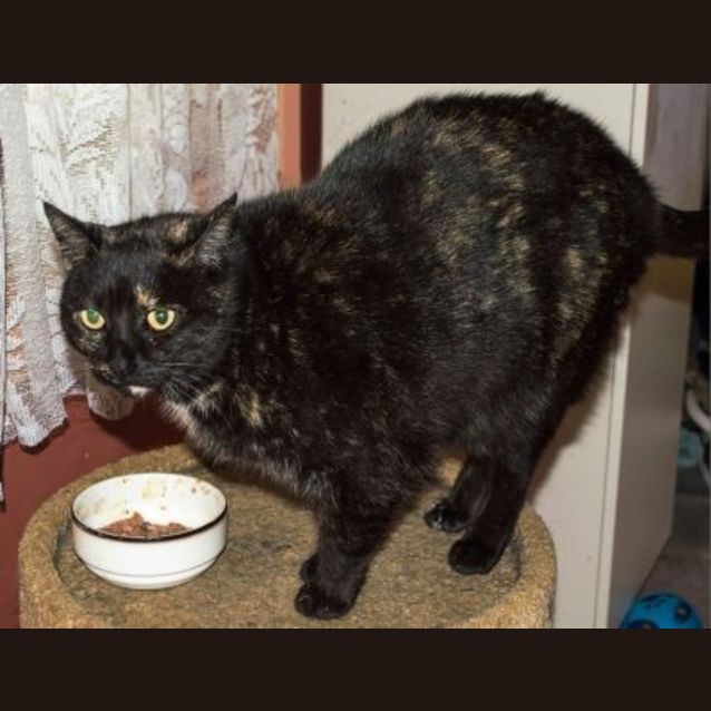 Photo of Snugglepuss   Low Adoption Fee!