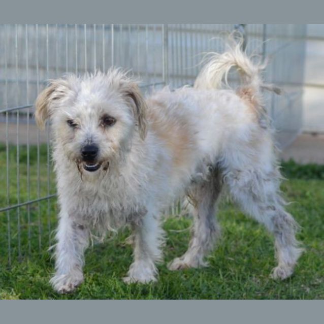 Photo of Raggles