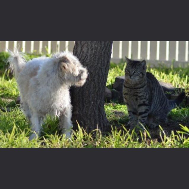 Photo of Raggles