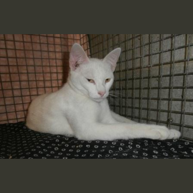 Photo of Pearl