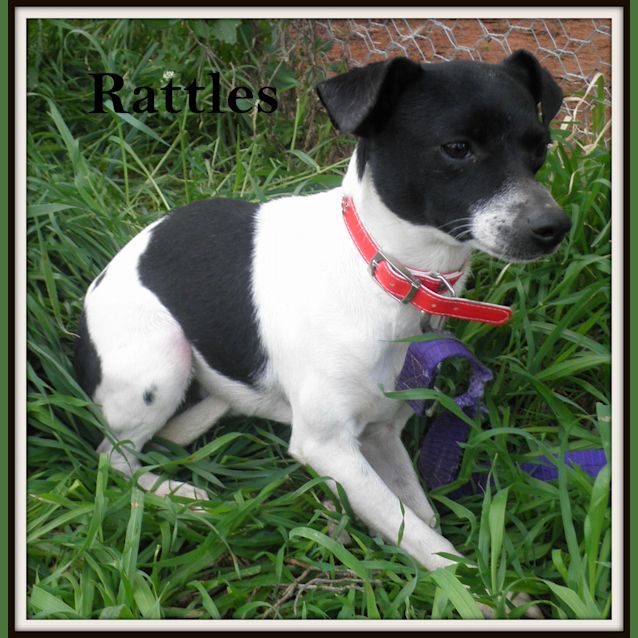 Photo of Rattles