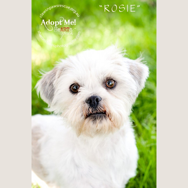 Photo of Rosie