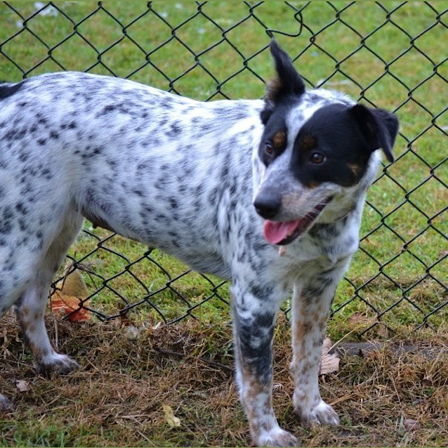 Photo of Melon