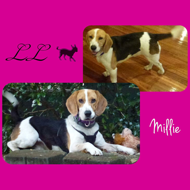 Photo of Millie