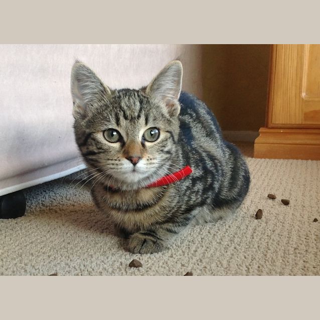 Photo of Sapphire (Saffy)