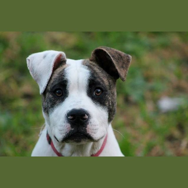 Photo of Brutus
