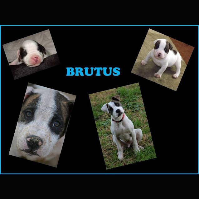 Photo of Brutus