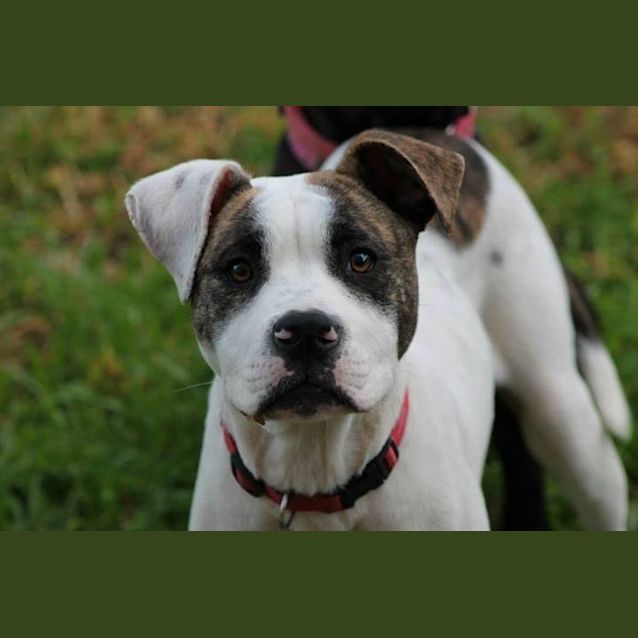 Photo of Brutus