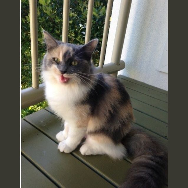 Photo of Pebbles  