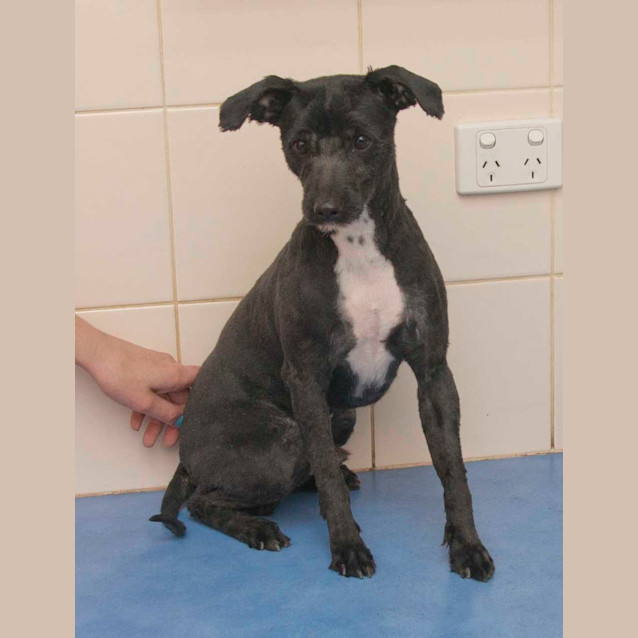 Photo of Doogle