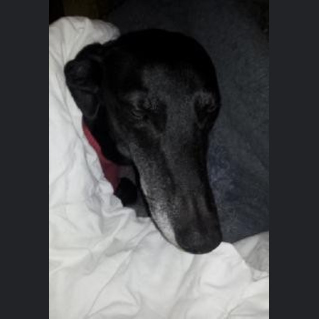 Photo of Betsy