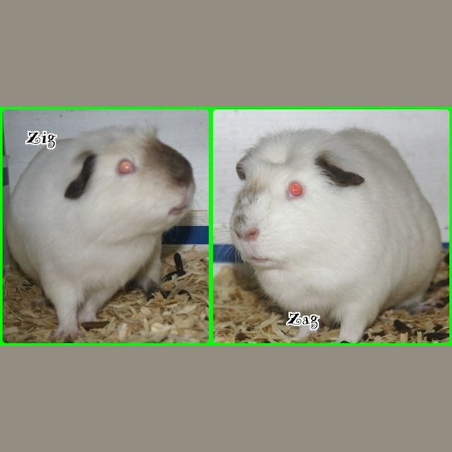 Photo of Zig And Zag 