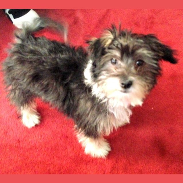 Photo of Bangles   Special Needs