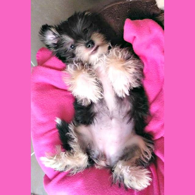 Photo of Bangles   Special Needs